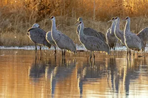 Images Dated 2nd July 2021: USA, New Mexico, Bernardo Wildlife Management Area. Sandhill cranes at dawn in pond