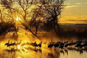 USA, New Mexico, Bernardo Wildlife Management Area. Sandhill cranes in water on foggy sunrise. Date: 30-12-2020