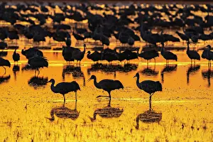 Crane Prints: USA, New Mexico, Bosque Del Apache National Wildlife Refuge