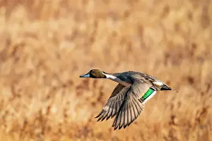 USA, New Mexico, Bosque del Apache National Wildlife Refuge. Pintail duck drake in flight. Date: 29-11-2020