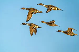 USA, New Mexico, Bosque del Apache National Wildlife Refuge. Pintail duck males and female in flight. Date: 29-11-2020