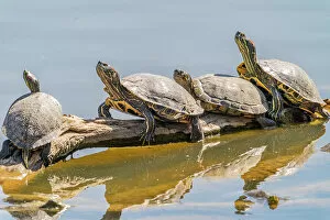 Images Dated 2nd July 2021: USA, New Mexico, Rio Grande Nature Center State Park. Red-eared slider turtles resting on log
