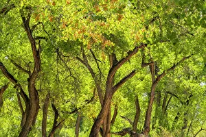 Images Dated 14th August 2021: USA, New Mexico, Rio Rancho Bosque. Cottonwood trees backlit in spring. Date: 19-05-2021