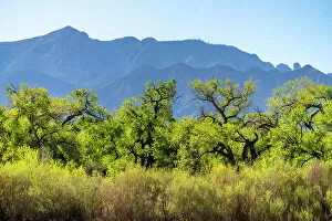 Mexico Collection: USA, New Mexico. Sandia Mountains and cottonwood trees in early spring. Date: 01-05-2021