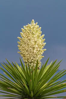 Images Dated 2nd July 2021: USA, New Mexico, Sandoval County. Yucca plant in bloom. Date: 07-05-2021