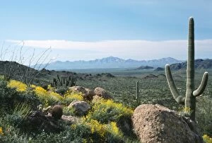 Images Dated 1st November 2005: USA - Ocotillo, Brittle-bush & Saguaro Cactus. Sonoran Desert, Arizona