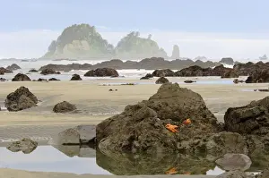 Sea Stacks Prints: USA - Olympic National Park coastal scene during low tide