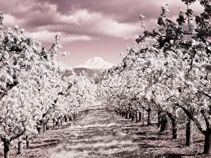 Valley Gallery: USA, Oregon, Columbia Gorge. Infrared of Spring