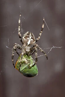 USA, Oregon, Keizer, a cross spider (Araneus)