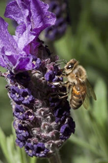 USA, Oregon, Keizer, a honey bee (Apis mellifera)