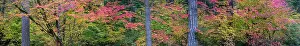 Falls Prints: USA, Oregon, Silver Falls State Park. Autumn forest panoramic. Date: 19-10-2021