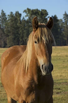 Pine Gallery: USA, Oregon, Sisters, Close-up of horse
