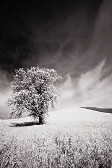 Historic Prints: USA, Palouse Country, Infrared Palouse fields and lone tree Date: 09-06-2011