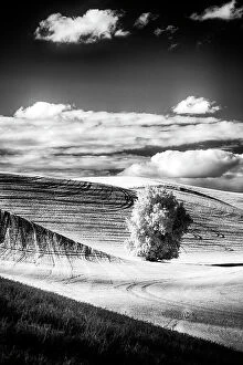 Images Dated 6th May 2021: USA, Palouse Country, Washington State. Infrared Palouse fields and lone tree Date: 09-06-2011