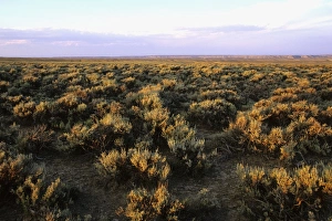 Images Dated 23rd July 2008: USA - Prairie in Wyoming