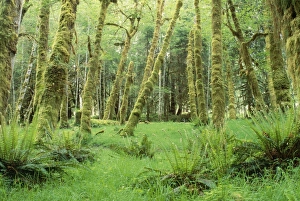 USA - Rainforest Succession Growth of Cottonwoods and Alders USA - Rainforest Succession Growth of Cottonwoods and Alders