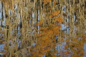USA - Reflection of Bald Cypress Trees in Swamp Water, Autumn