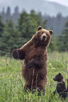 USA, Southeast Alaska, Brown Bear and cub