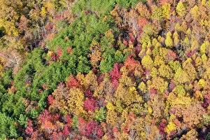 Deciduous Gallery: USA, Tennessee. Evergreens contrast to dramatic fall color