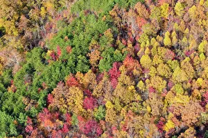 Dramatic Prints: USA, Tennessee. Evergreens contrast to dramatic fall color Date: 08-11-2020