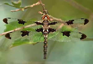Branch Collection: USA, Texas, Austin. Male prince baskettail dragonfly on branch. Date: 22-06-2010