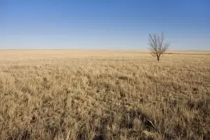 Prairie Prints: USA - Texas Panhandle Prairie. January
