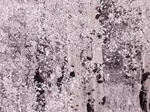 Aspen Gallery: USA, Utah, Aspen Grove in infrared of the Logan Pass area