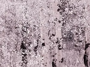 Pass Prints: USA, Utah, Aspen Grove in infrared of the Logan Pass area Date: 25-09-2020