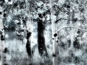 USA, Utah, Aspen Grove in infrared of the Logan Pass area Date: 25-09-2020
