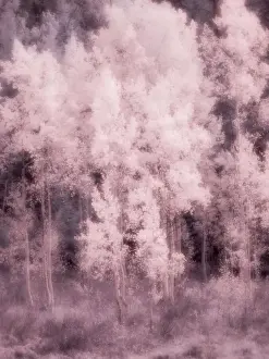 USA, Utah, Aspen Grove in infrared of the Logan Pass area Date: 25-09-2020