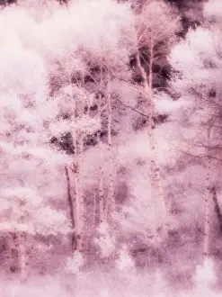 USA, Utah, Aspen Grove in infrared of the Logan Pass area Date: 25-09-2020