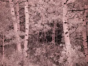 USA, Utah, Aspen Grove in infrared of the Logan Pass area Date: 26-09-2020