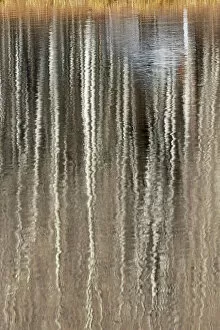 Bare Gallery: USA, Utah. Aspen reflections on Warner Lake, Manti-La