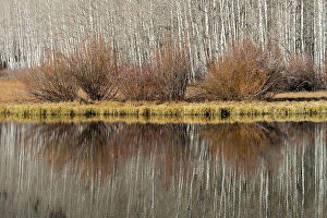 Aspen Gallery: USA, Utah. Aspen and willow reflections on Warner