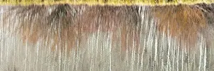 USA, Utah. Aspen and willow reflections on Warner Lake, Manti-La Sal National Forest. Date: 01-11-2020