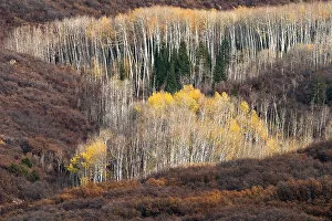 Aspen Gallery: USA, Utah. Autumn aspen in the Manti-La Sal National Forest