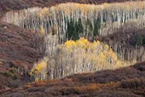 Aspen Prints: USA, Utah. Autumn aspen in the Manti-La Sal National Forest. Date: 22-10-2020