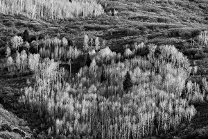 USA, Utah. Autumn aspen in the Manti-La Sal National Forest. Date: 22-10-2020