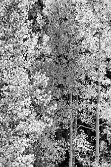 Aspen Gallery: USA, Utah. Black and white, autumn aspen and ponderosa