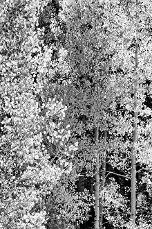 Dixie Prints: USA, Utah. Black and white, autumn aspen and ponderosa pine on Boulder Mountain