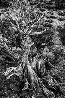 Sand Gallery: USA, Utah. Black and white image. Twisted Juniper