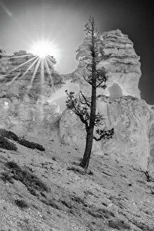 Pine Gallery: USA, Utah. Black and white. Ponderosa pine and hoodoos