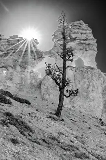 Dixie Prints: USA, Utah. Black and white. Ponderosa pine and hoodoos with starburst