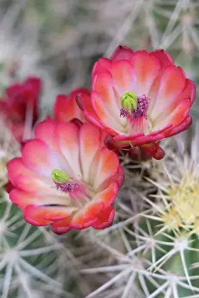 Monument Prints: USA, Utah. Claret Cup in bloom, Bears Ears National Monument. Date: 17-04-2021