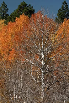 Boulder Gallery: USA, Utah. Colorful autumn aspen on Boulder Mountain