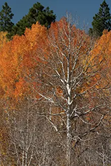 Dixie Prints: USA, Utah. Colorful autumn aspen on Boulder Mountain
