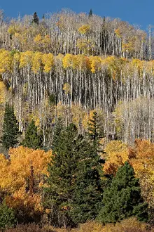 USA, Utah. Colorful autumn aspen on Boulder Mountain, Dixie National Forest. Date: 17-10-2020