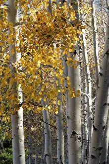 USA, Utah. Colorful autumn aspen on Boulder Mountain, Dixie National Forest. Date: 17-10-2020