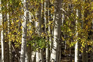 USA, Utah. Colorful autumn aspen on Boulder Mountain, Dixie National Forest. Date: 17-10-2020