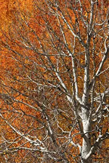 USA, Utah. Colorful autumn aspen on Boulder Mountain, Dixie National Forest. Date: 17-10-2020